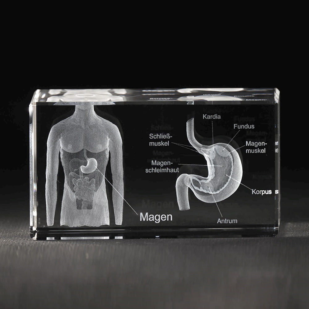 Magenmodell mit Beschreibung