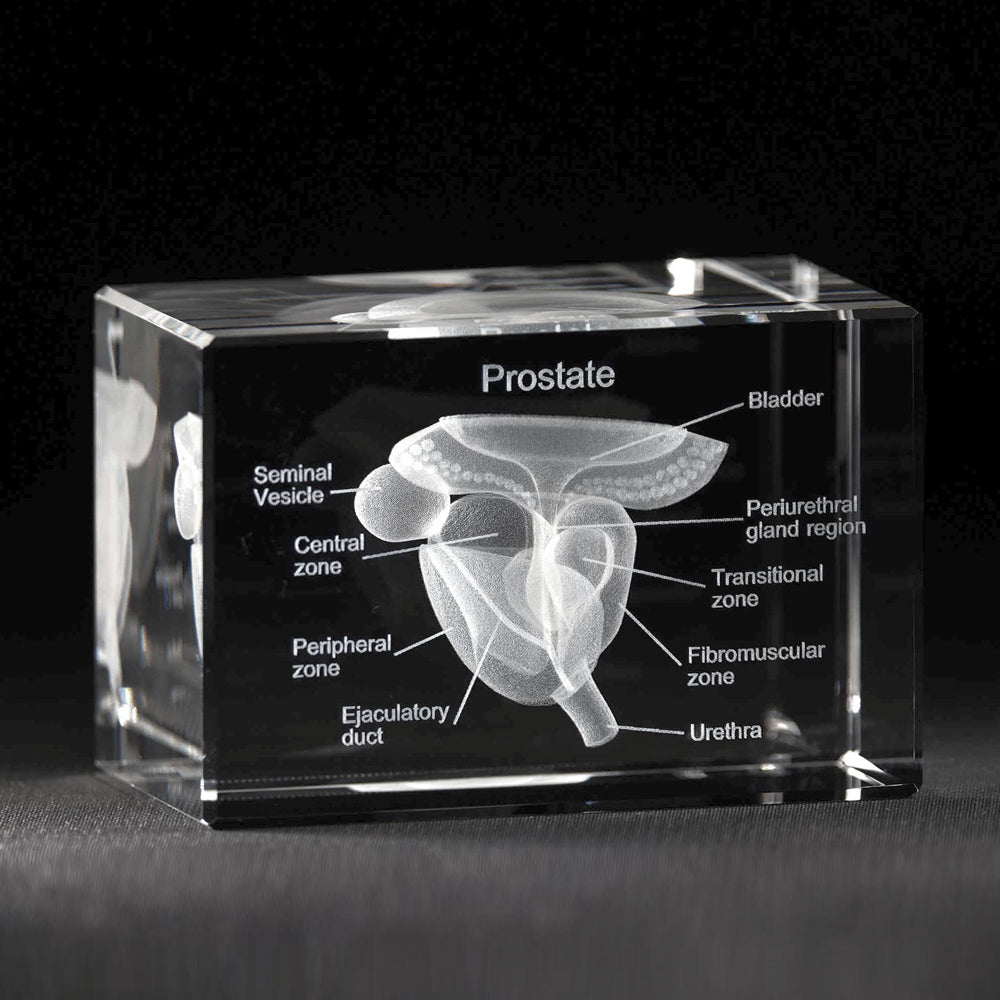 3D Prostata