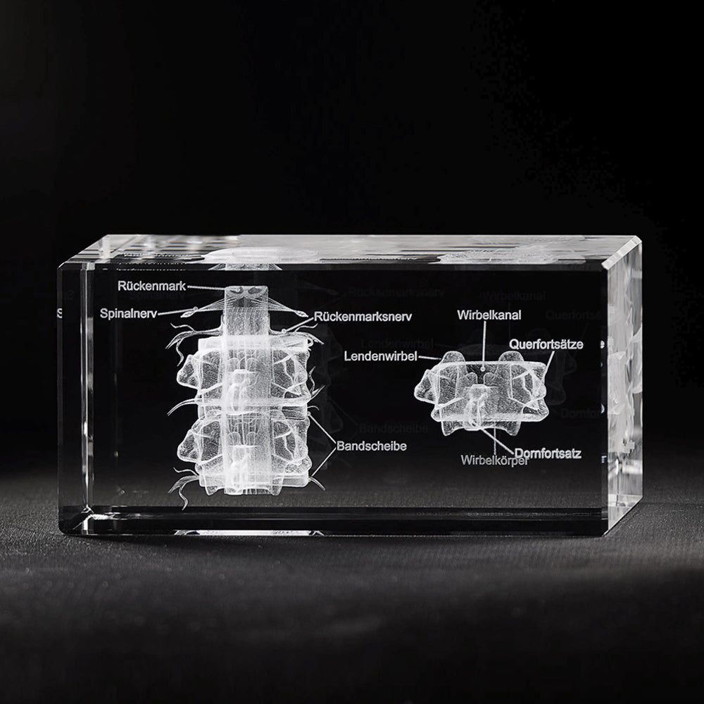 Wirbel Nervensystem mit Beschriftung