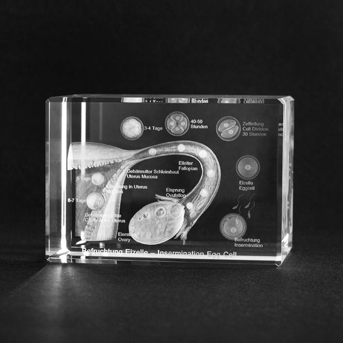 3D Glas mit Innengravur : Befruchtung einer Eizelle