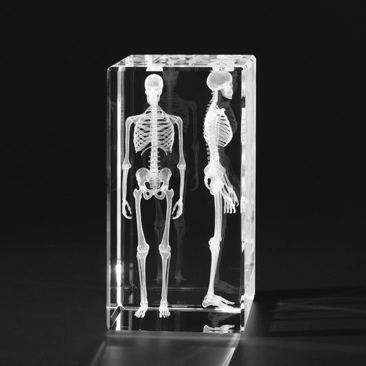 3D Modell menschliches Skelett, Knochenmodell, 3D Anatomie des Menschen in Glas gelasert