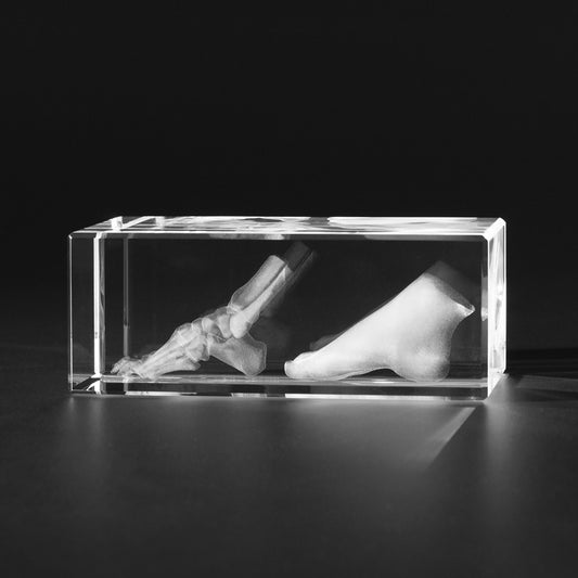 3D Knochenmodell für Ärzte, Menschlicher Fuss und Fussknochen in Glas gelasert