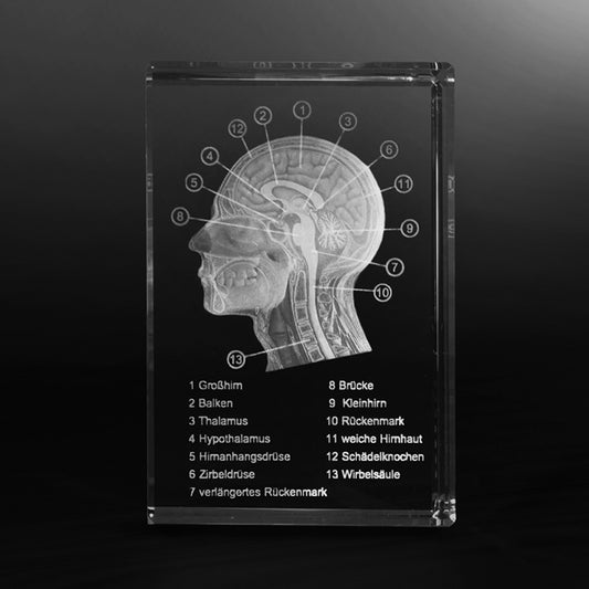 Schädel Modell in Glas