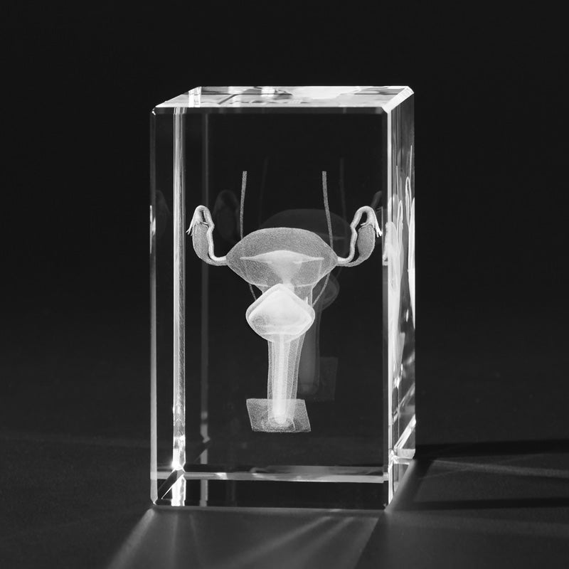 3D Anatomie – Gebärmutter dreidimensional in Kristallglas gelasert ...