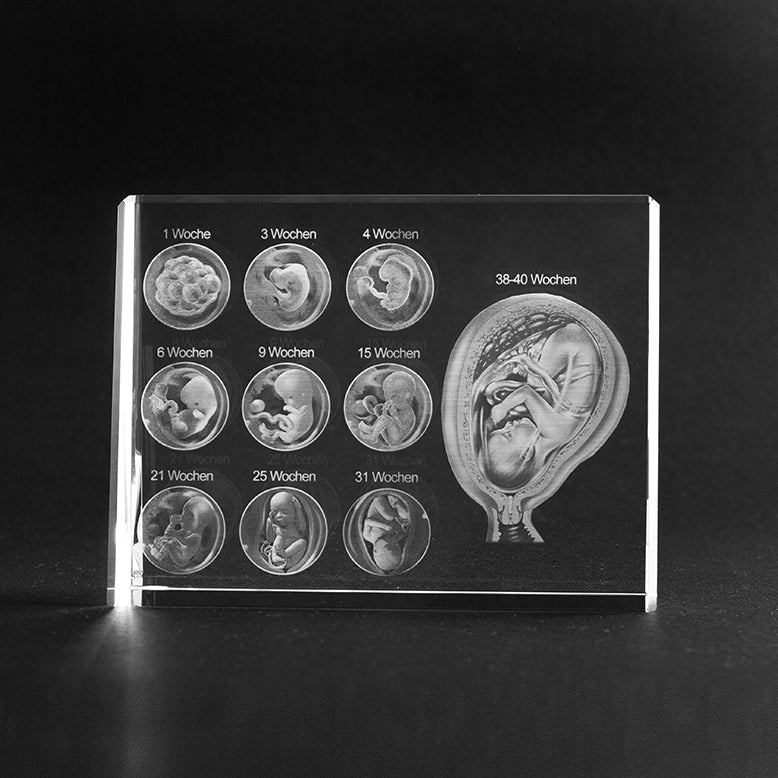 Glasmodell Anatomie des Menschen. Schwangerschaft in Wochen