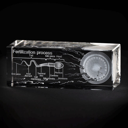Befruchtung 3D Modell