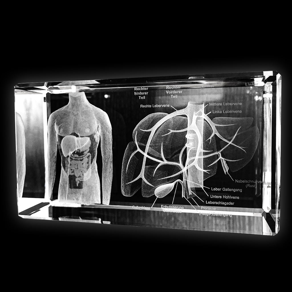 3D Modell Leber in Glas