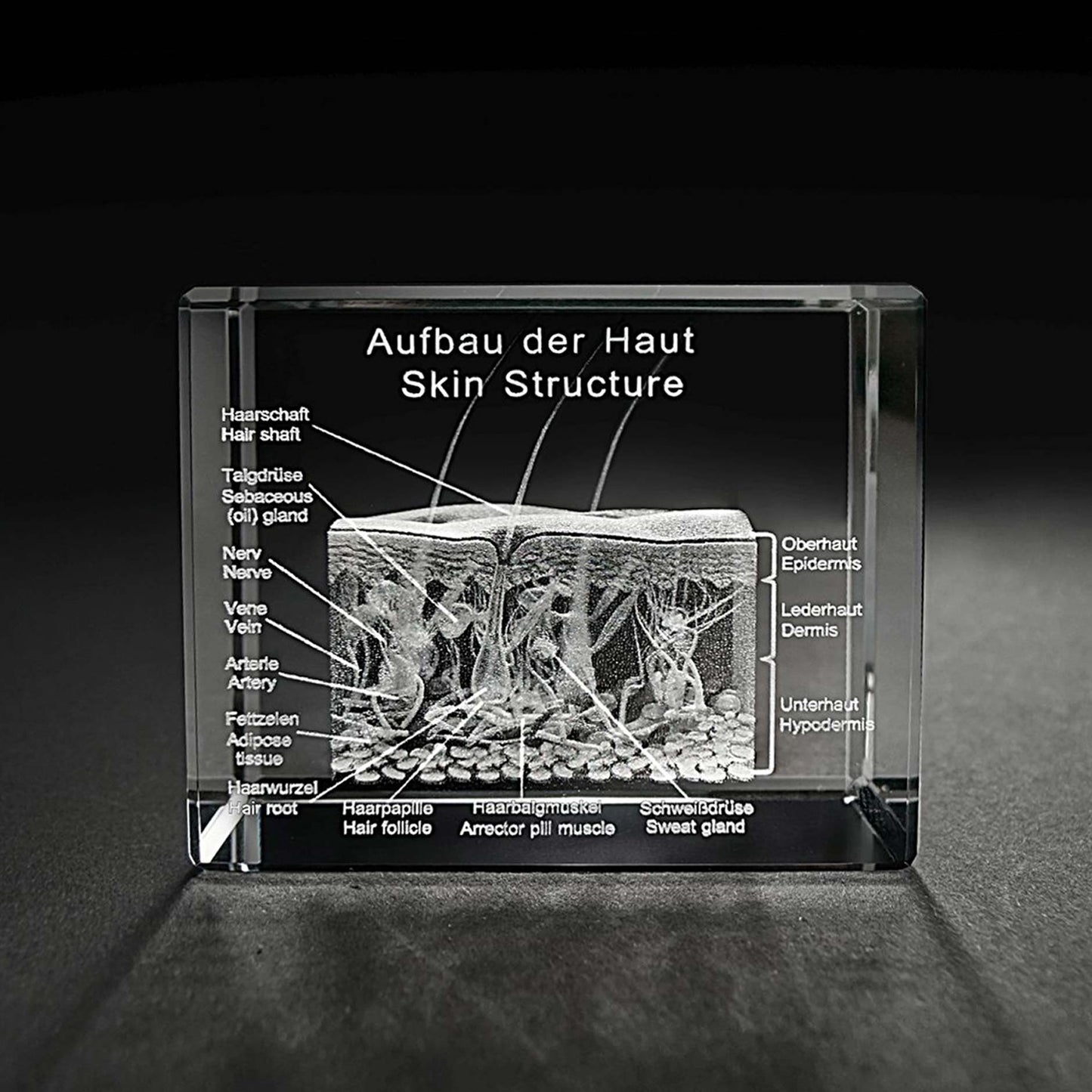 3D Querschnitt der menschlichen Haut in Glas graviert