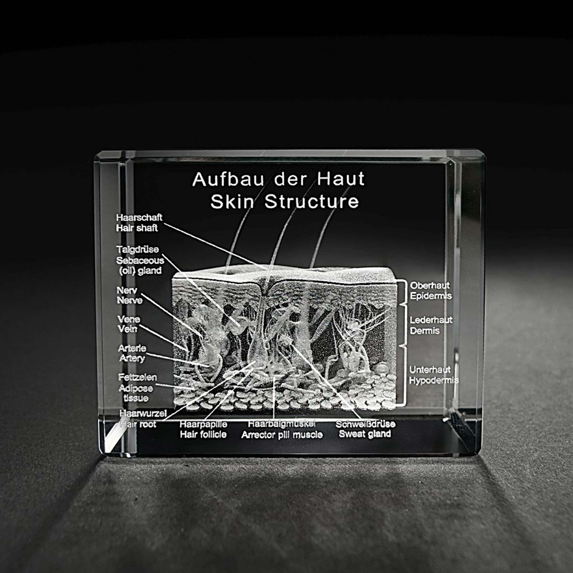 3D Querschnitt der menschlichen Haut in Glas graviert