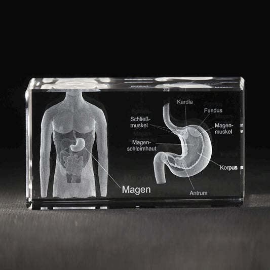 Magenmodell mit Beschreibung
