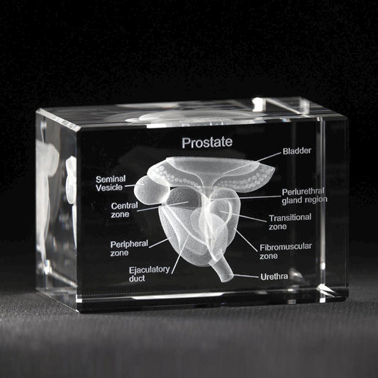 3D Prostata