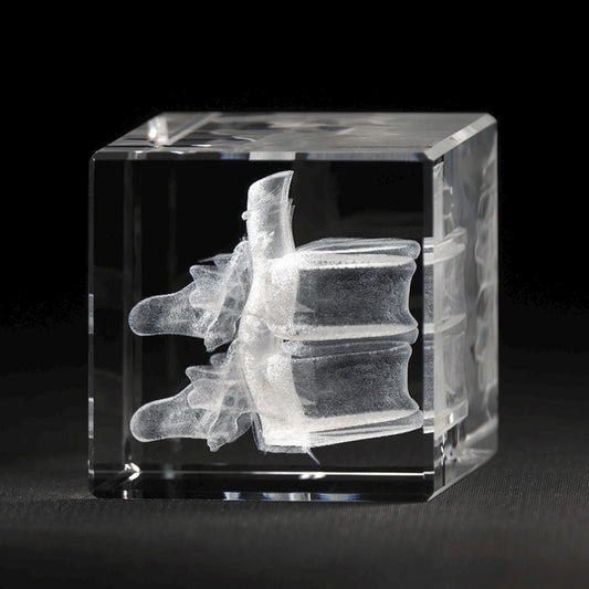 Wirbel Front mit Bandscheibe