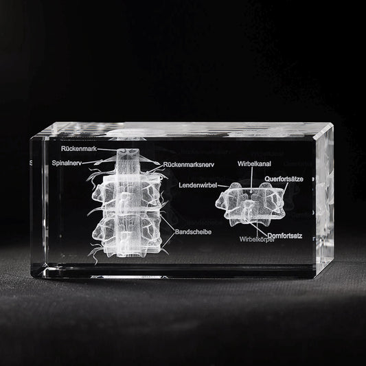 Wirbel Nervensystem mit Beschriftung